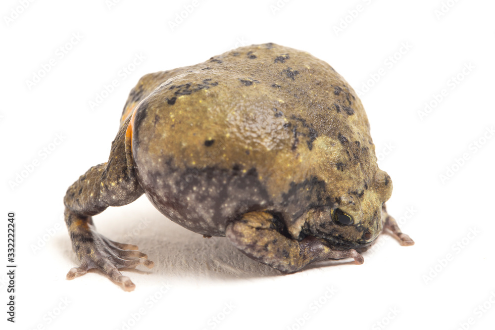 Φωτογραφία Banded bullfrog or Asian narrowmouth toads It also know chubby or bubble frog Th