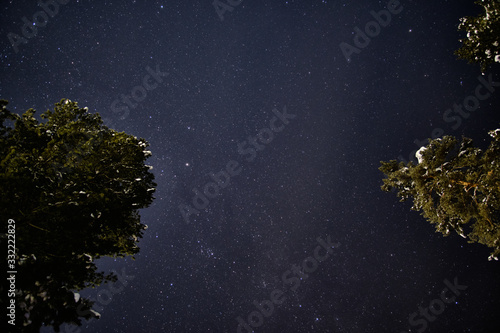 Night starry sky and crowns of trees looking up.