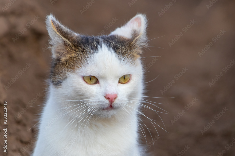 White spotted cat on a light brown background, portrait of a cat_