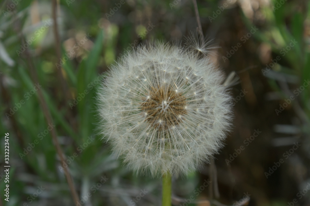 Fototapeta premium FLEURS ET PLANTES