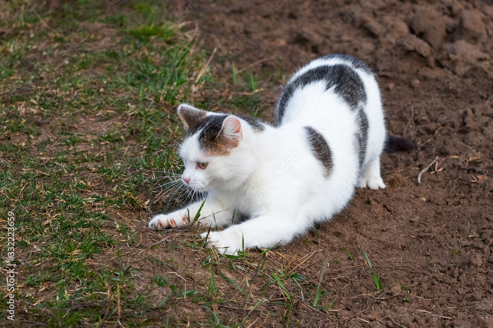 White spotted cat is playing on the bed_