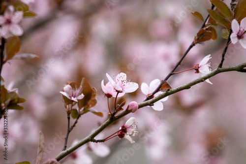 Pink tree flower in a