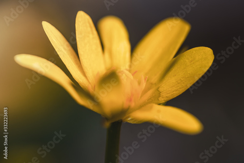 Lesser celandine (Ranunculus ficaria) flowers in early spring