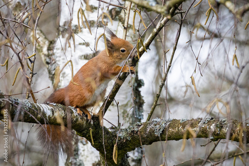 Eurasian Red Squirrel (Sciurus vulgaris) © Gbor