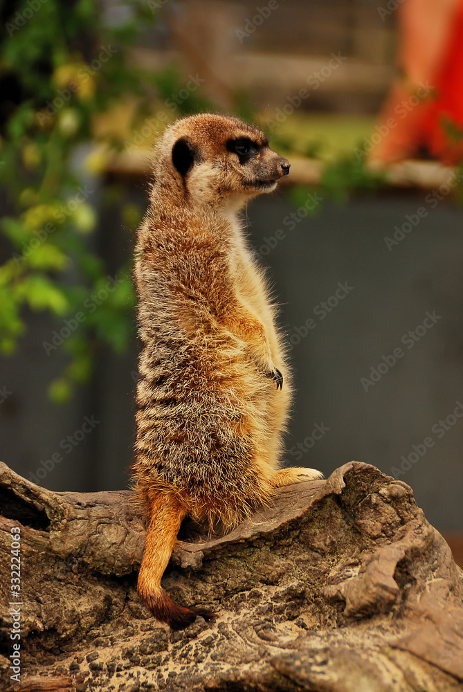 Fototapeta premium Suricata