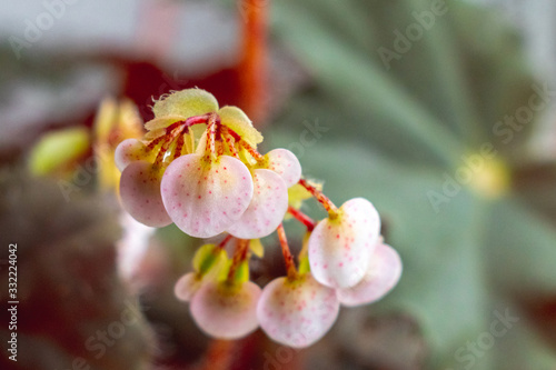 Pink begonia flowers in pot on blurred background_
