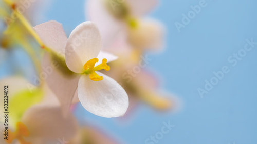 Delicate pink begonia flowers on light blue background closeup_