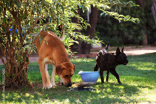 Foto Watchdogs in the Ciutadella Park in Barcelona