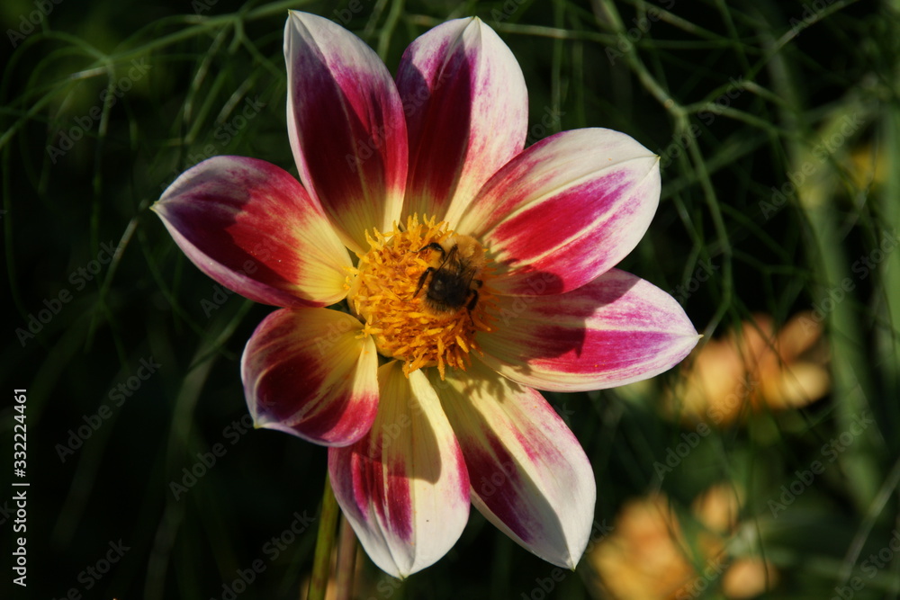 Fototapeta premium FLEURS ET PLANTES