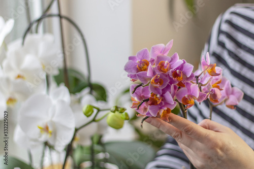 Closeup photo of a hand holding a sprig of orchid with small purple petals. Blurred window sill with white orchid flowers in the background.