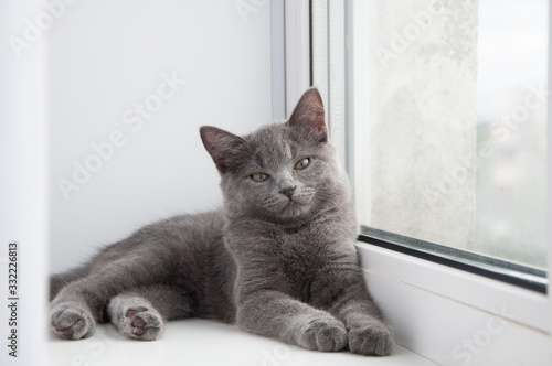 british cat laying on a window sill