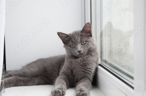 british cat laying on a window sill