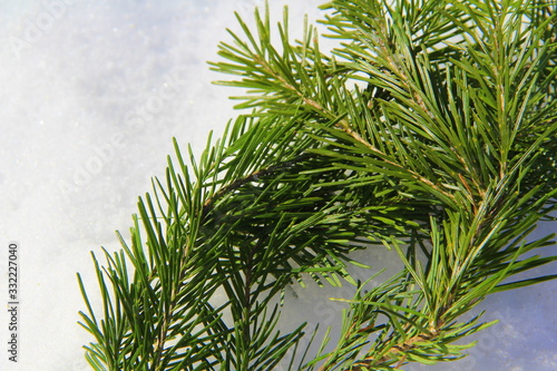 Green fir branch lies in the snow © Stanislav
