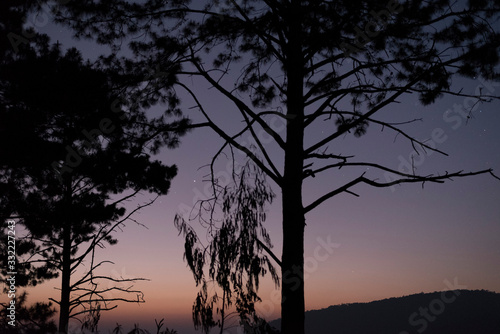 tree at sunset