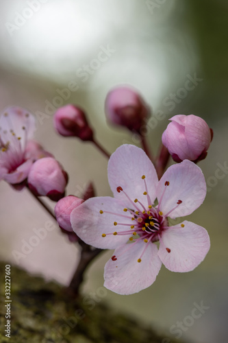 Blutpflaumenbaum