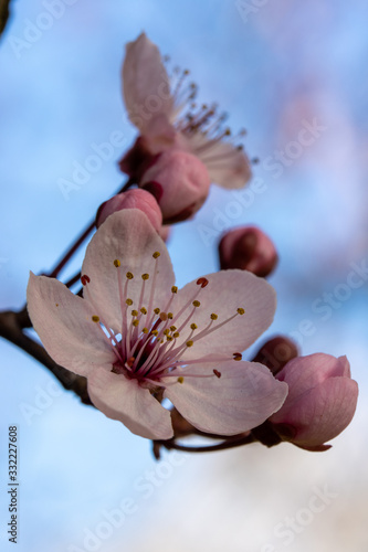 Blutpflaumenblüte