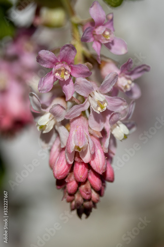 Johannesbeerenblüte