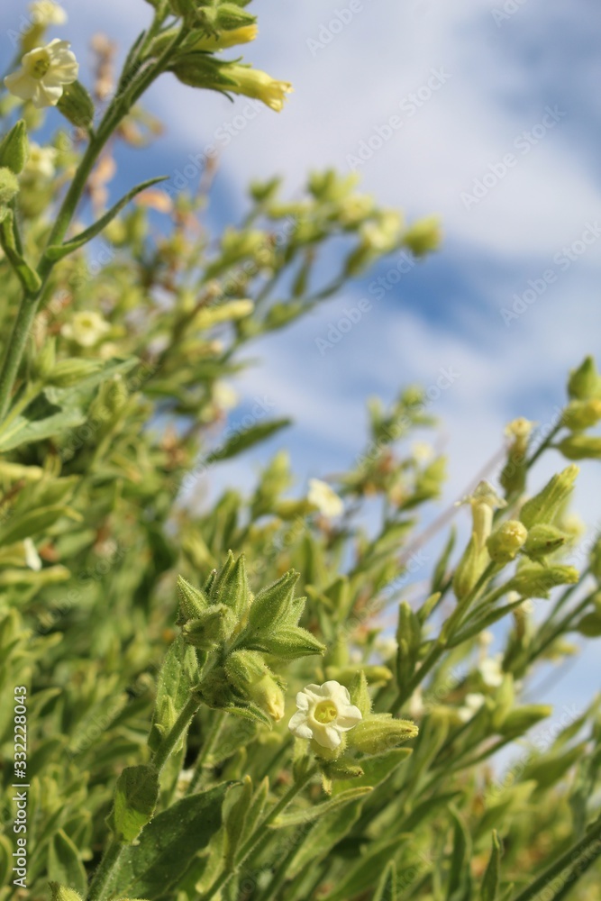Joining the swell of Joshua Tree National Park native plants which Spring to life in the Southern Mojave Desert is the white flowered Desert Tobacco, Nicotiana Obtusifolia.