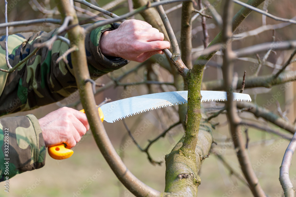 Spring pruning of trees. Orchard care Spring pruning of trees. Orchard care