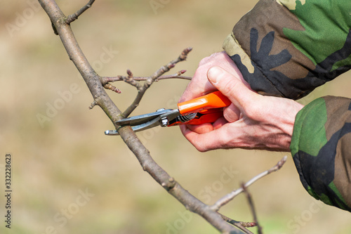 Spring pruning of trees.  Orchard care