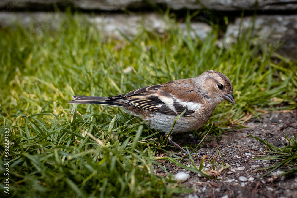 sparrow on grass sparrow on grass