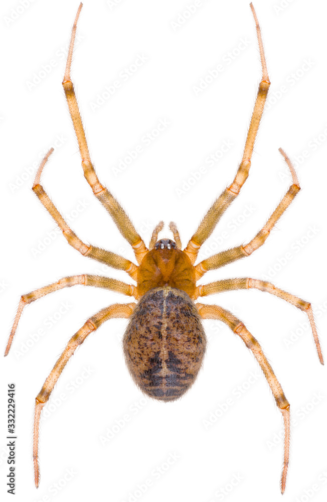 Steatoda castanea is a species of cobweb spider in the family Theridiidae. Dorsal view of spider Steatoda castanea isolated on white background. Steatoda castanea is a species of cobweb spider in the family Theridiidae. Dorsal view of spider Steatoda castanea isolated on white background.