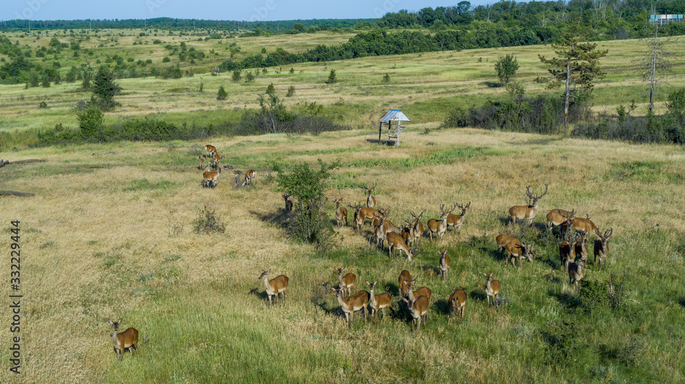 Fototapeta premium Deers in a nature reserve in Russia, aerial view. Beautiful animals, meadows, green grass and trees, summer day. A group of deers from above.