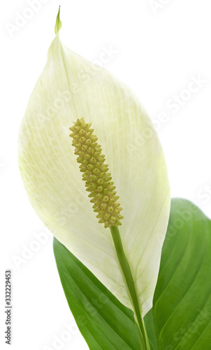 White spatifilum and leaves. photo