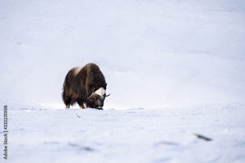 Naklejka premium Muskox (Ovibos moschatus) a wild animal from Dovrefjell National Park, Norway. Wildlife of Norway