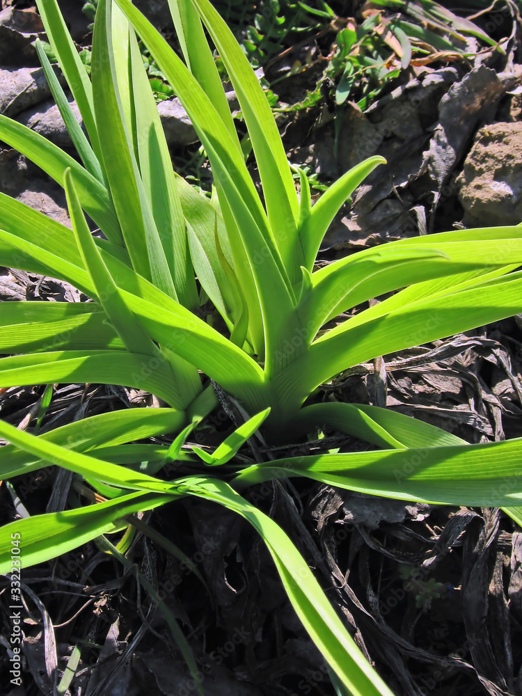 Obraz premium Light and form.Composition 1.