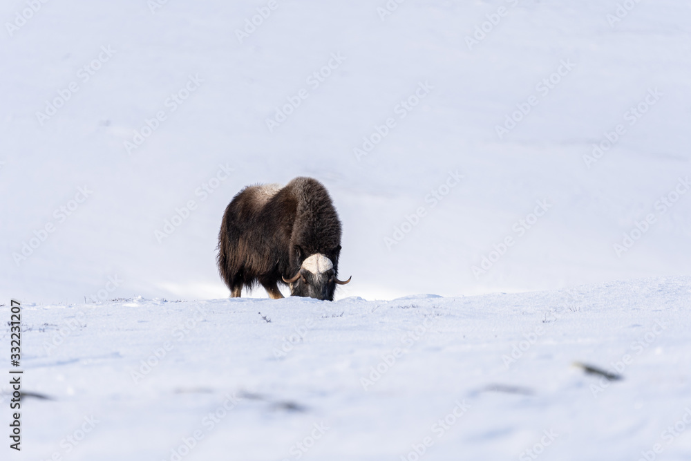 Muskox (Ovibos moschatus) a wild animal from Dovrefjell National Park, Norway. Wildlife of Norway Muskox (Ovibos moschatus) a wild animal from Dovrefjell National Park, Norway. Wildlife of Norway