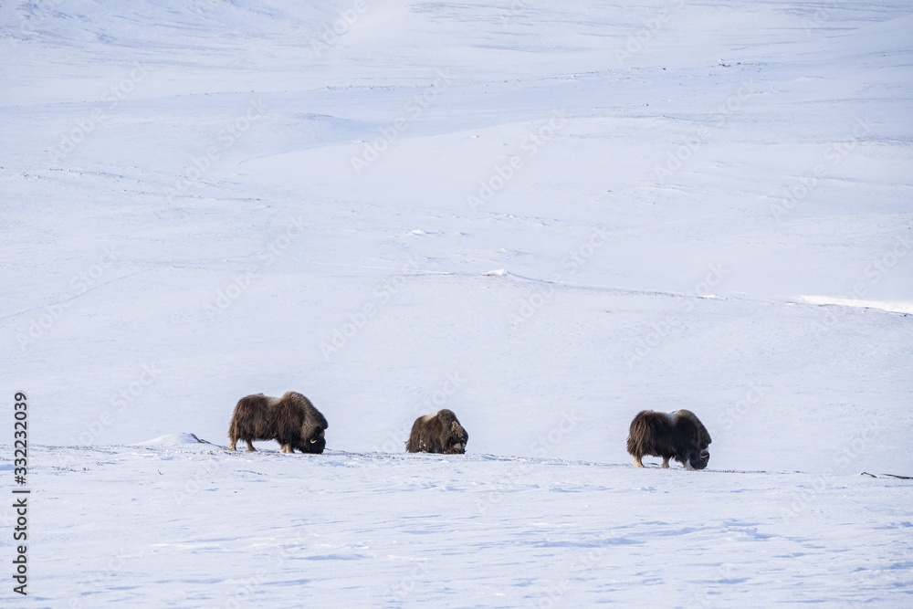 Muskox (Ovibos moschatus) a wild animal from Dovrefjell National Park, Norway. Wildlife of Norway Muskox (Ovibos moschatus) a wild animal from Dovrefjell National Park, Norway. Wildlife of Norway