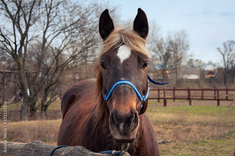 Naklejka premium Brown horse on the street. Horse head close-up.