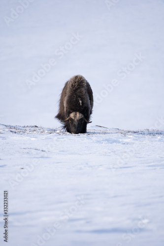 Muskox (Ovibos moschatus) a wild animal from Dovrefjell National Park, Norway. Wildlife of Norway