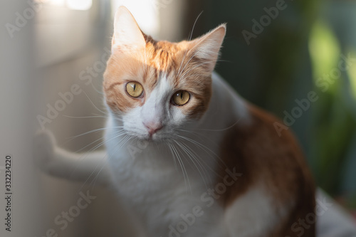gato blanco y marron de ojos amarillo con la pata apoyada en la pared, mira hacia atras © magui RF
