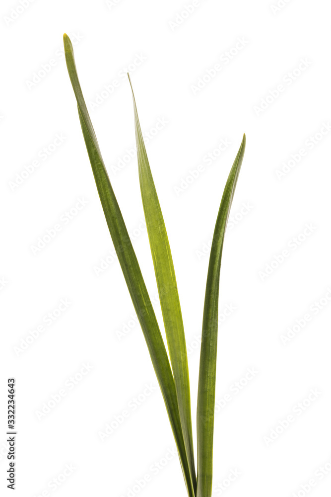 Green grass isolated on white background, close-up Green grass isolated on white background, close-up
