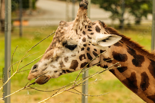 Photography close up of a giraffe
