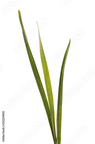 Green grass isolated on white background, close-up