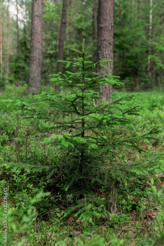Fototapeta premium Forest background