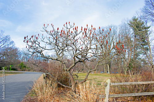 New growth for a staghorn sumac tree in Rutger's Gardens, New Brunswick, New Jersey. Also known as red sumac, hairy sumac, velvet sumac, and vinegar tree. photo