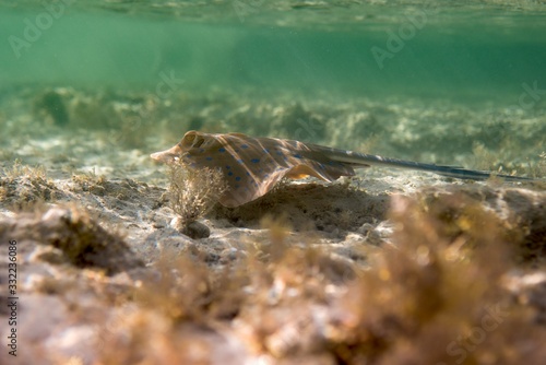 bluespotted stingray