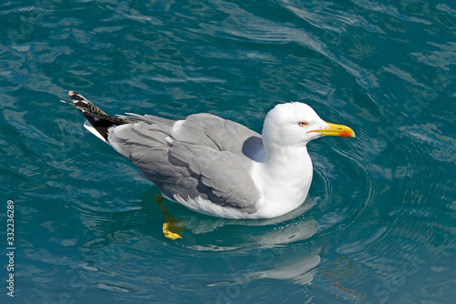 Yellow-legged gull / Mittelmeermöwe (Larus michahellis) photo