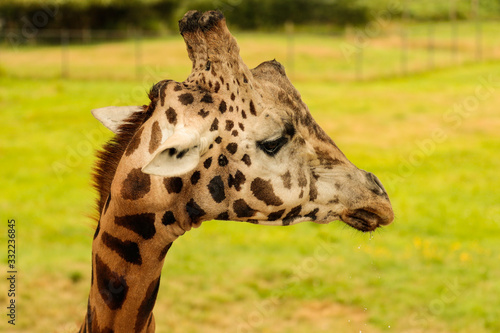Photography portrait of a giraffe