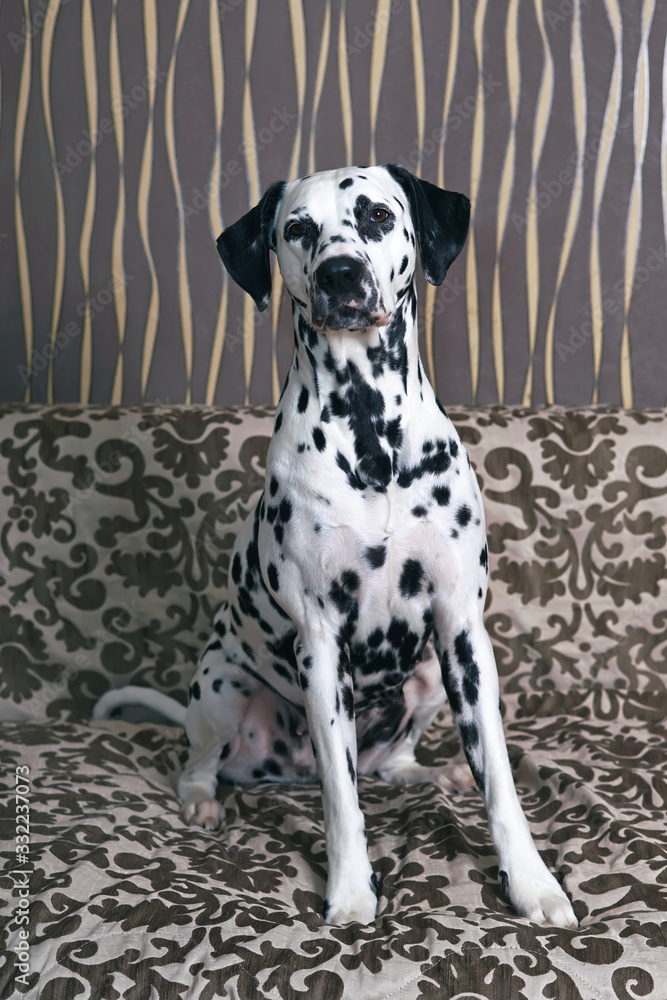 White and black spotted Dalmatian dog posing indoors sitting on a brown couch