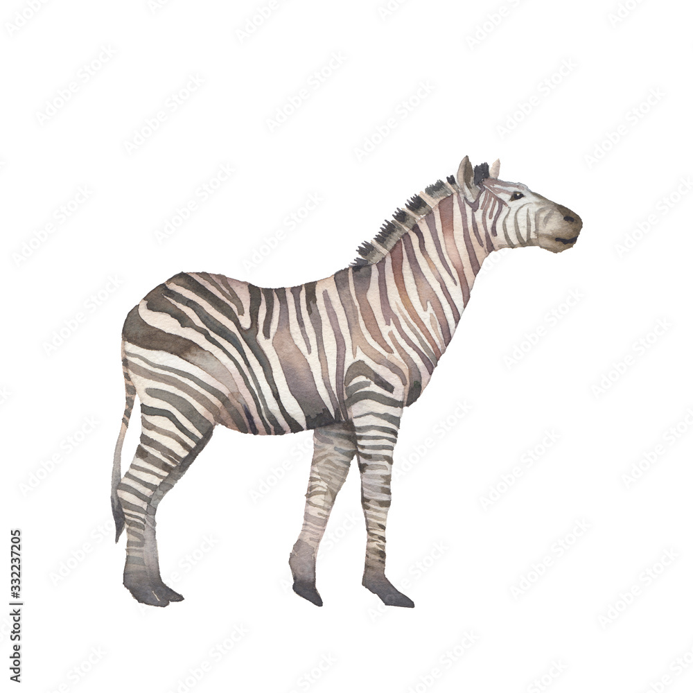 Zebra illustration. Watercolor animal isolated on white background.