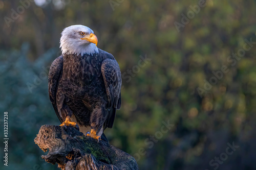 Fotografija Beautiful and majestic bald eagle / American eagle  (Haliaeetus leucocephalus)  on a branch