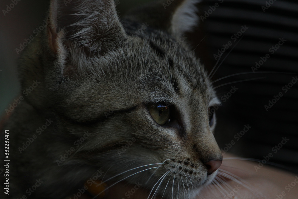 Fototapeta premium portrait of a cat