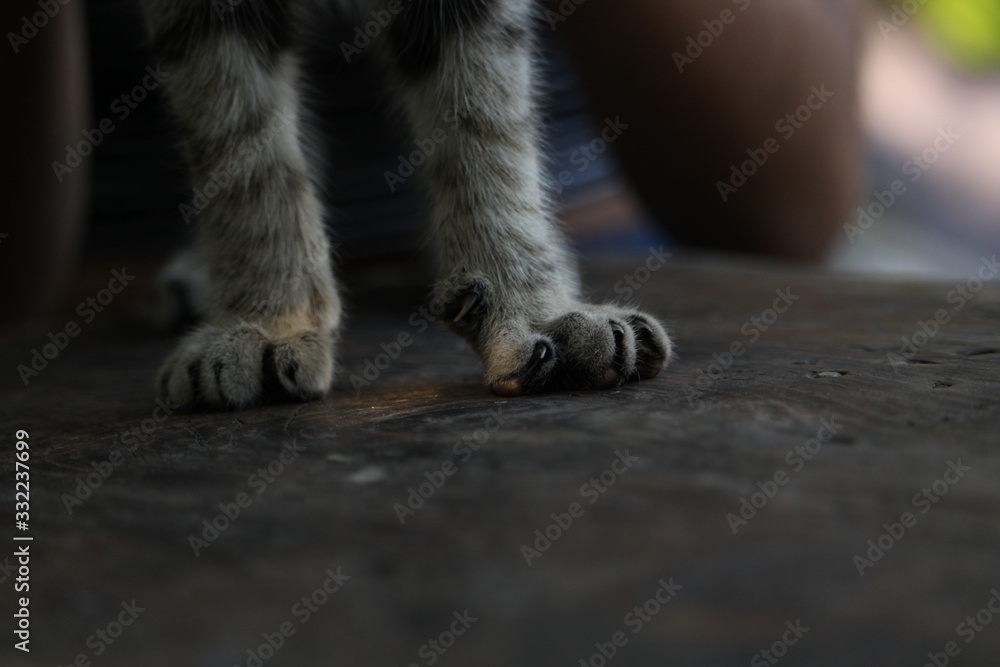 cat claws 2 cat claws 2
