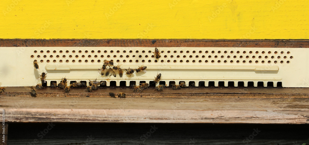 Bienenstock mit Bienen 