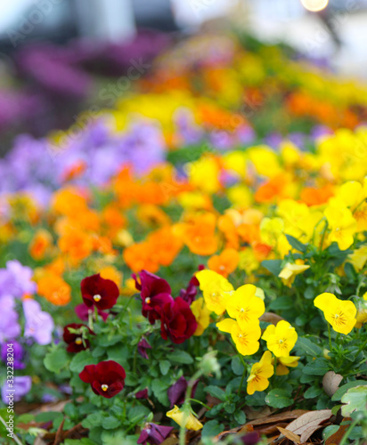 Garden landscaping with multicolored pansies yellow orange purple